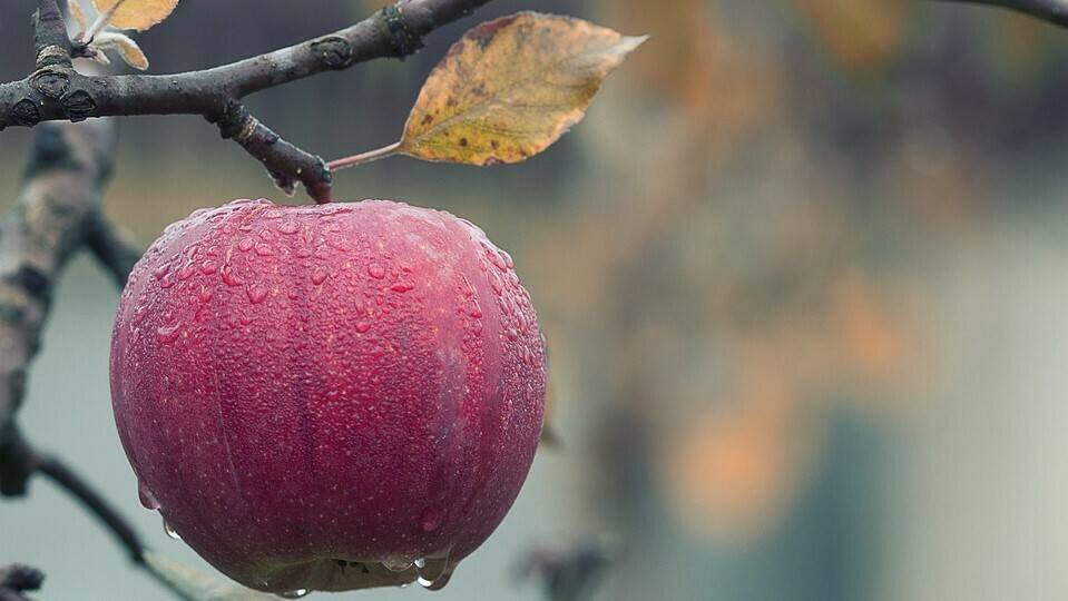 apple-1122537_960_720|tradecorp2|EBIC_color_CMYK-1024x487